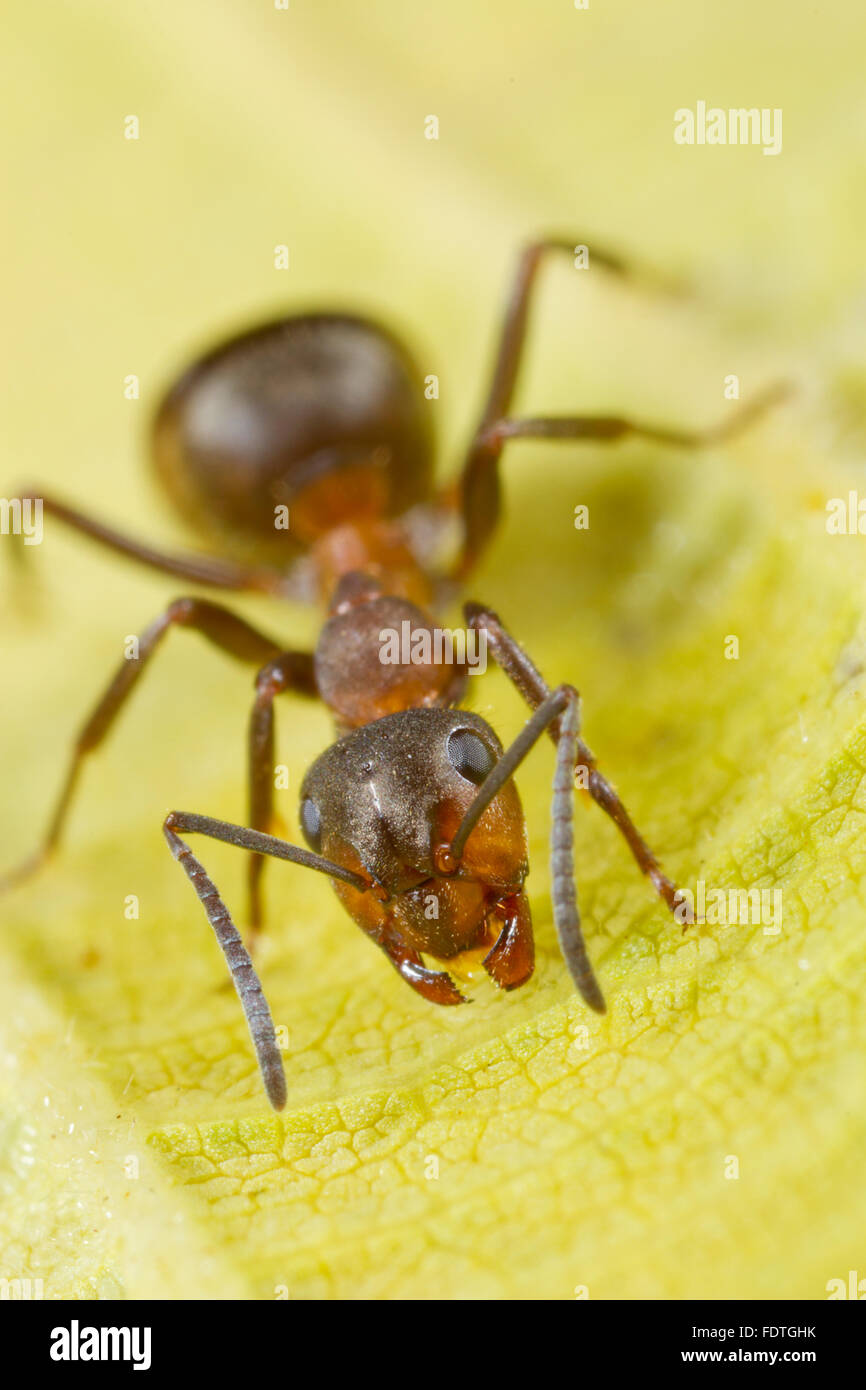 Legno pelose ant (Formica lugubis) adulto lavoratore su una foglia. Shropshire, Inghilterra. Settembre. Foto Stock