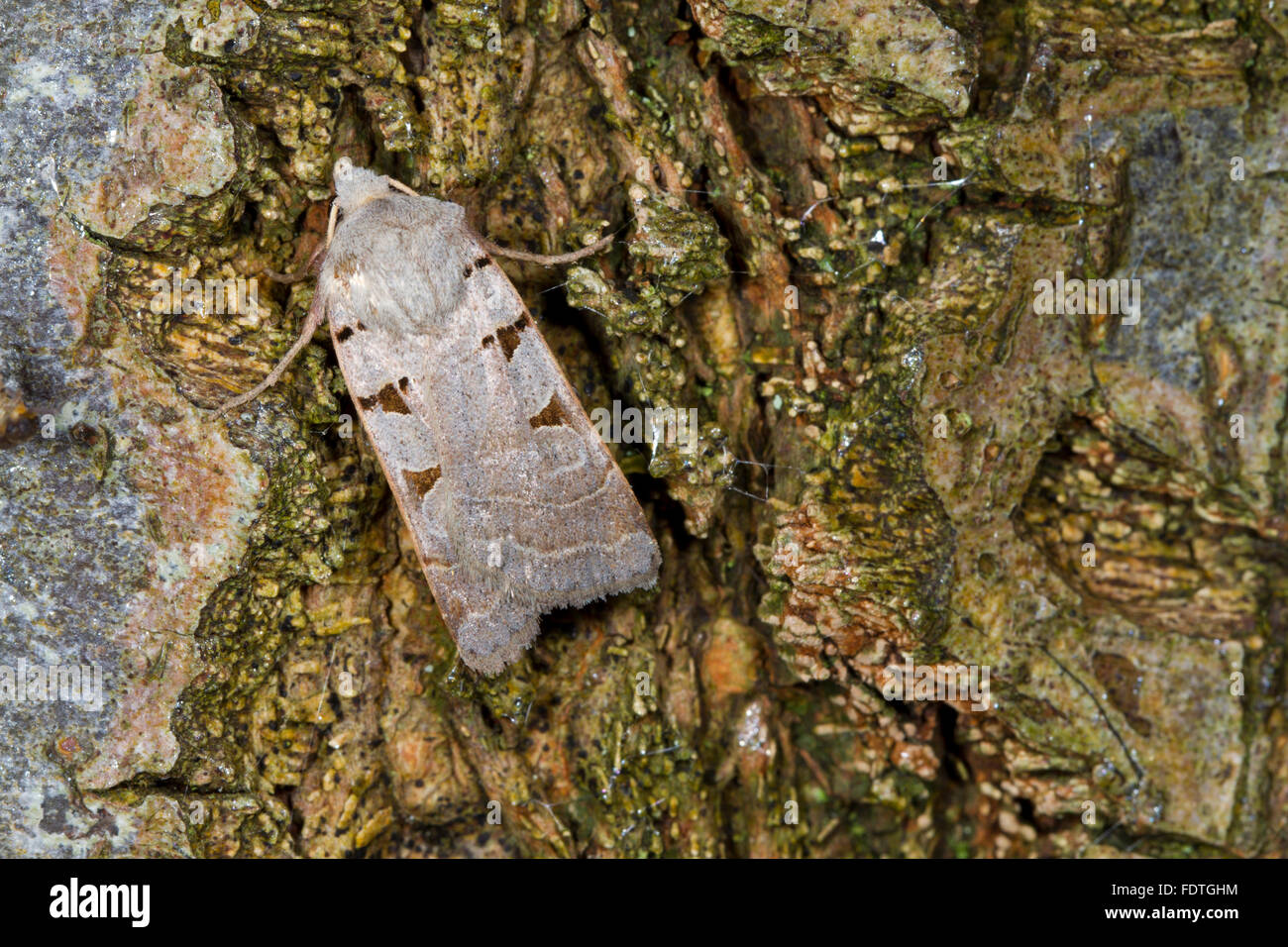 Rustico autunnale (Eugnorisma glareosa) falena adulta in appoggio sulla corteccia di albero. Powys, Galles. Settembre. Foto Stock