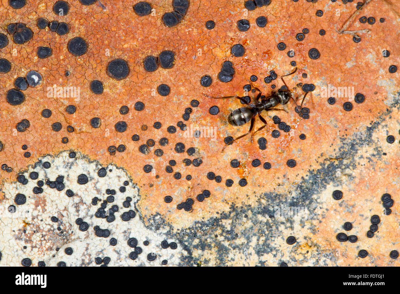 Formica lemani adulto lavoratore su un lichen coperto rock. Powys, Galles. Settembre. Foto Stock