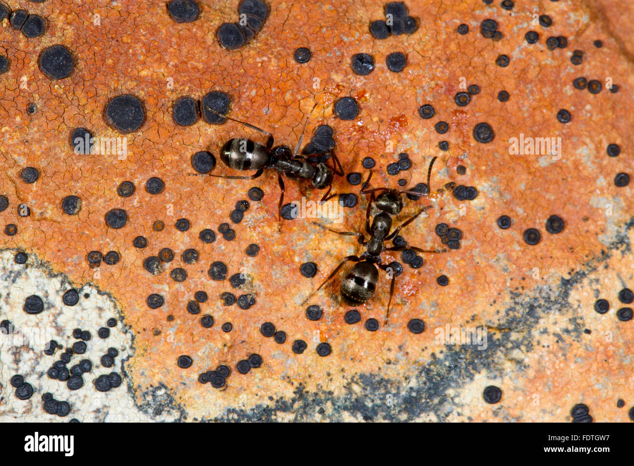 Formica lemani lavoratori adulti su un lichen coperto rock. Powys, Galles. Settembre. Foto Stock