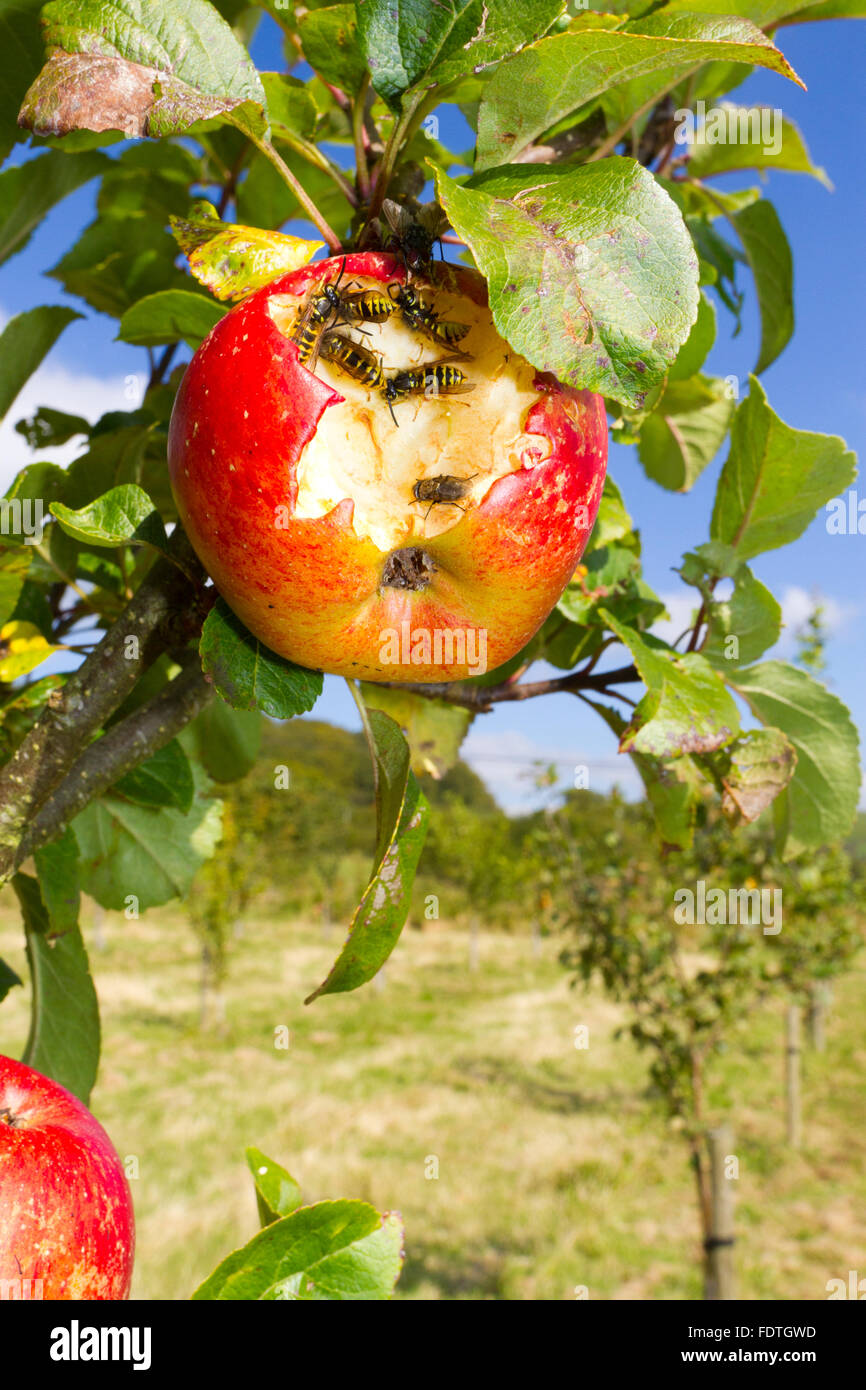 Wasp comune (Vespula vulgaris) lavoratori adulti alimentazione su un Apple danneggiato (malus domestica) varietà " Signore " Lambourne. Foto Stock