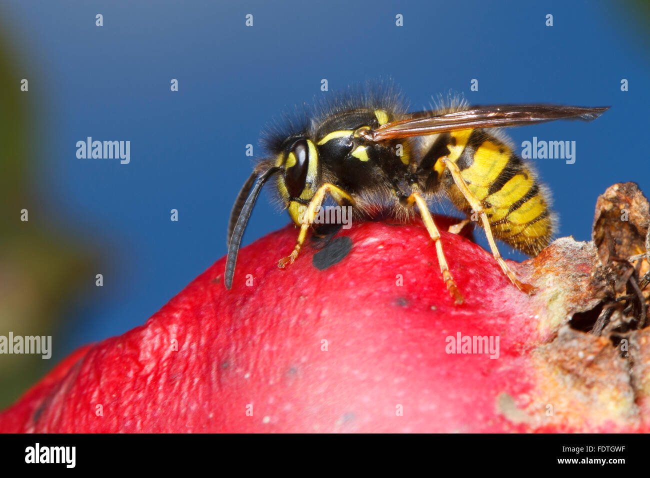 Wasp comune (Vespula vulgaris) adulto lavoratore, alimentazione su un Apple danneggiato (malus domestica) in un frutteto organico. Powys, Galles. Foto Stock