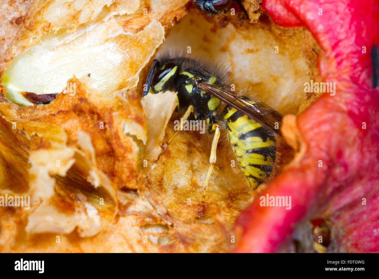 Wasp comune (Vespula vulgaris) adulto lavoratore, alimentazione su un Apple danneggiato (malus domestica) in un frutteto organico. Powys, Galles. Foto Stock