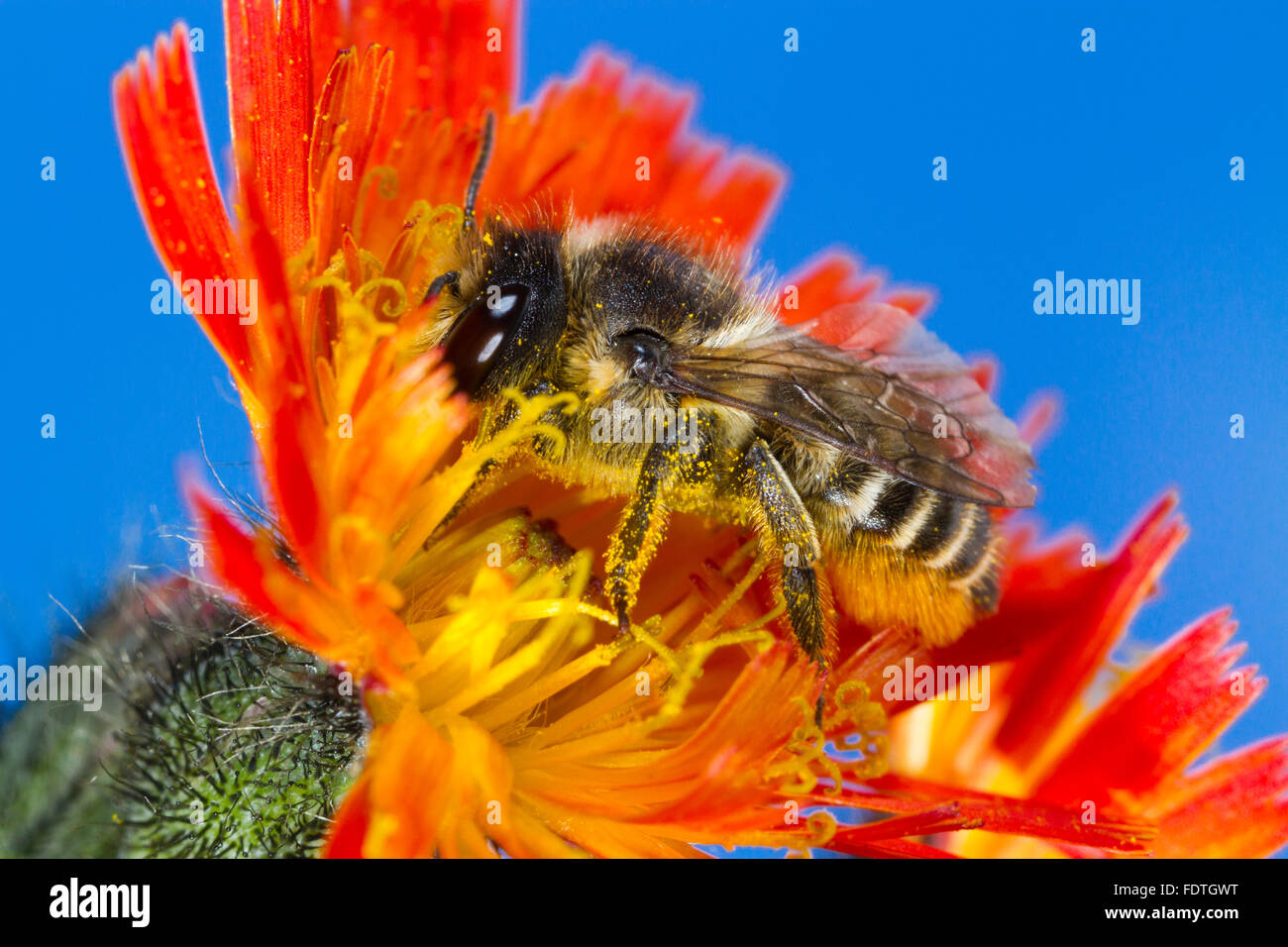 Patchwork foglia-cutter bee (Megachile centuncularis) femmina adulta alimentazione su un arancione (Hawkweed Pilosella aurantiaca) fiore. Foto Stock