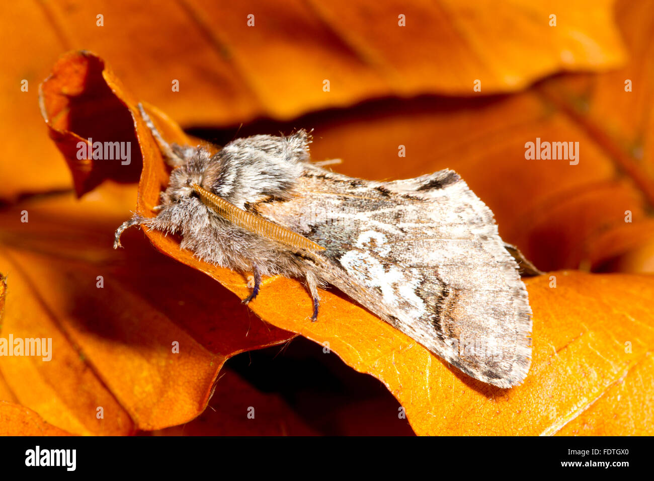 La figura di otto (Diloba caeruleocephala) falena adulta in appoggio tra le foglie cadute in autunno. Powys, Galles. Ottobre. Foto Stock