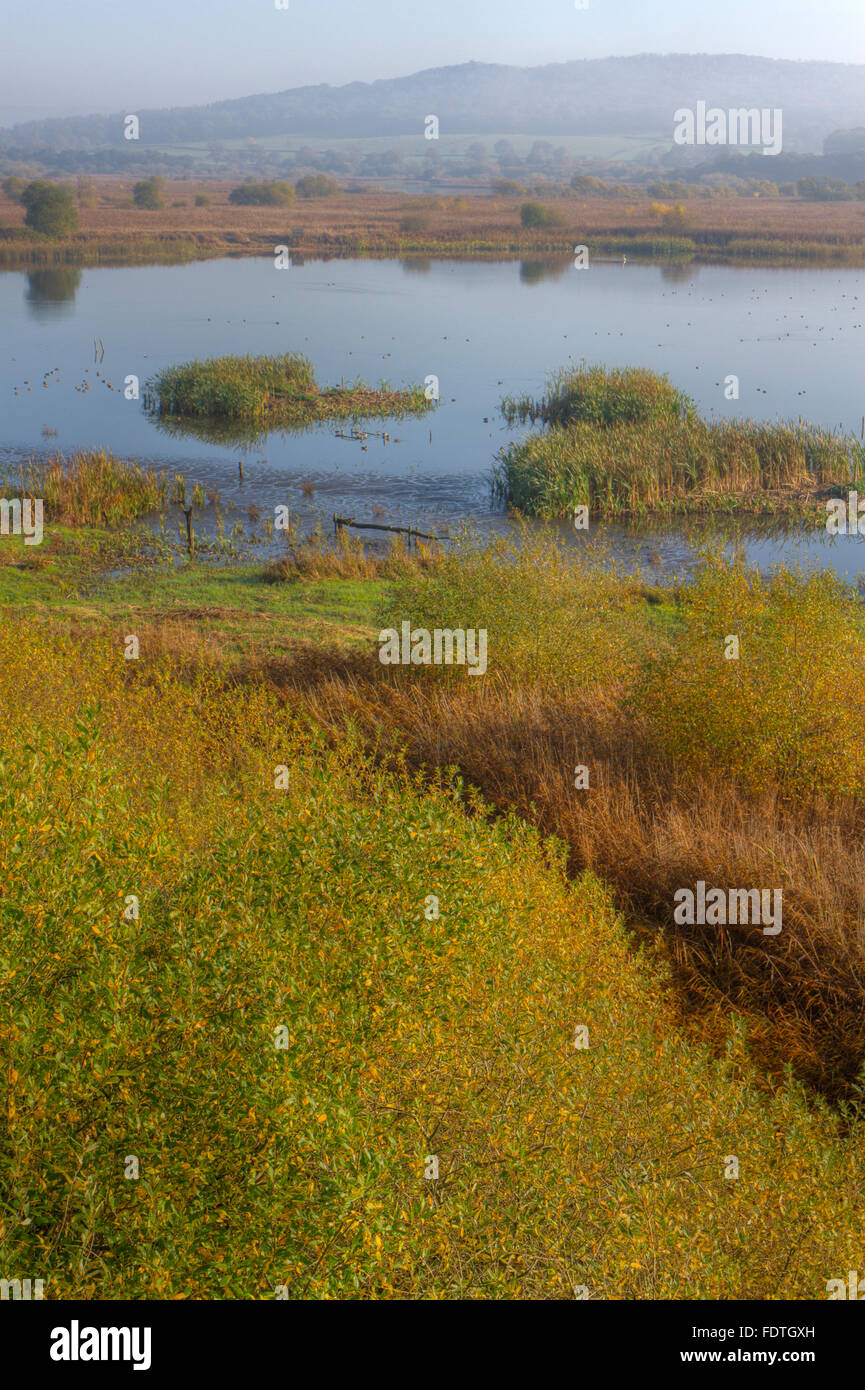 Visualizzare overfreshwater piscine e reedbed, wetland habitat. Leighton Moss RSPB Riserva Naturale. Lancashire, Inghilterra. Novembre. Foto Stock
