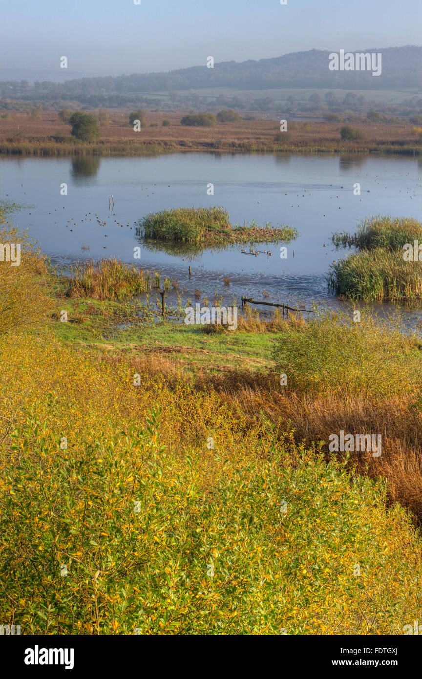 Visualizzare overfreshwater piscine e reedbed, wetland habitat. Leighton Moss RSPB Riserva Naturale. Lancashire, Inghilterra. Novembre. Foto Stock