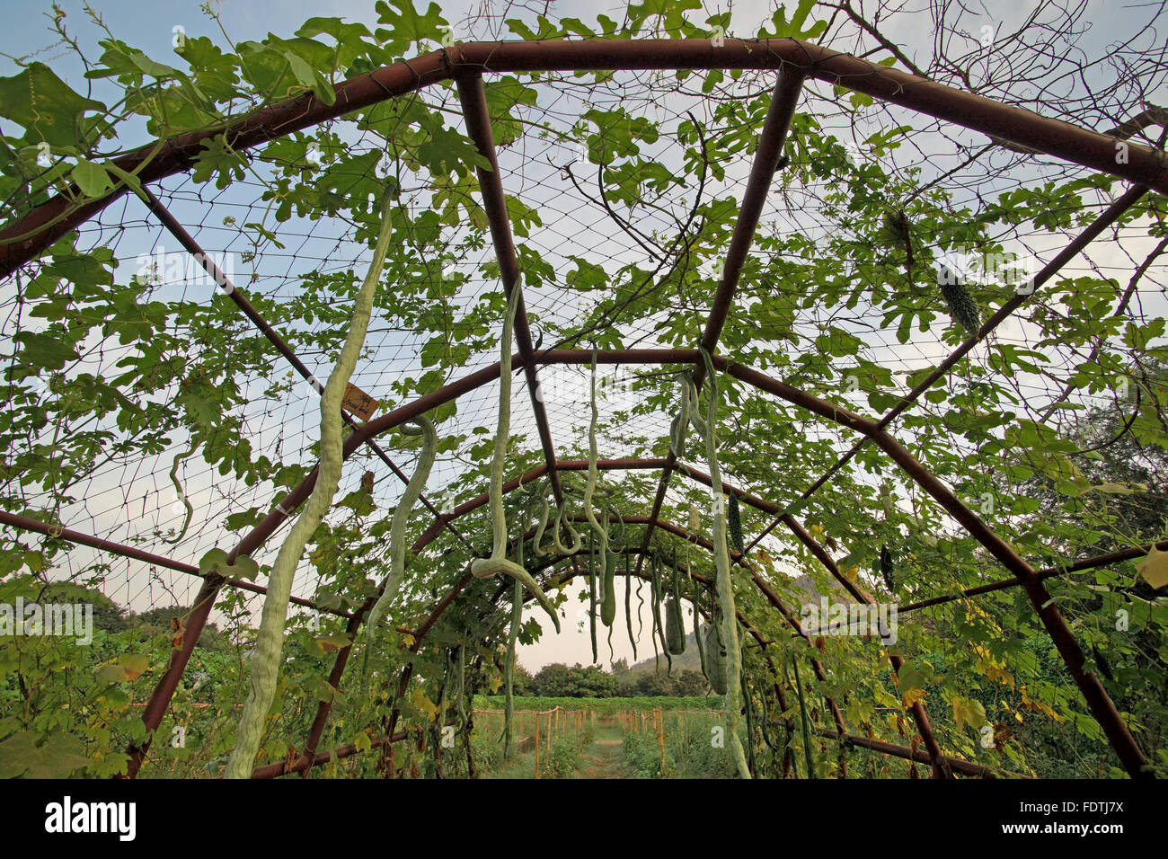 Gourd di Serpente o padwal su albero in giardino vegetale Foto Stock