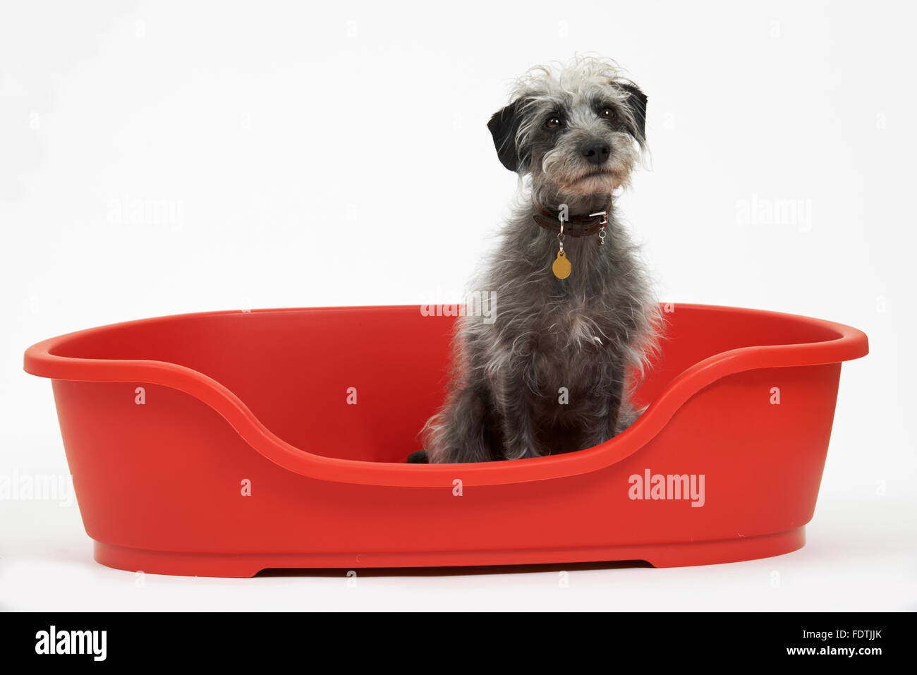 Studio shot di Pet Lurcher seduta in rosso del cane Foto Stock