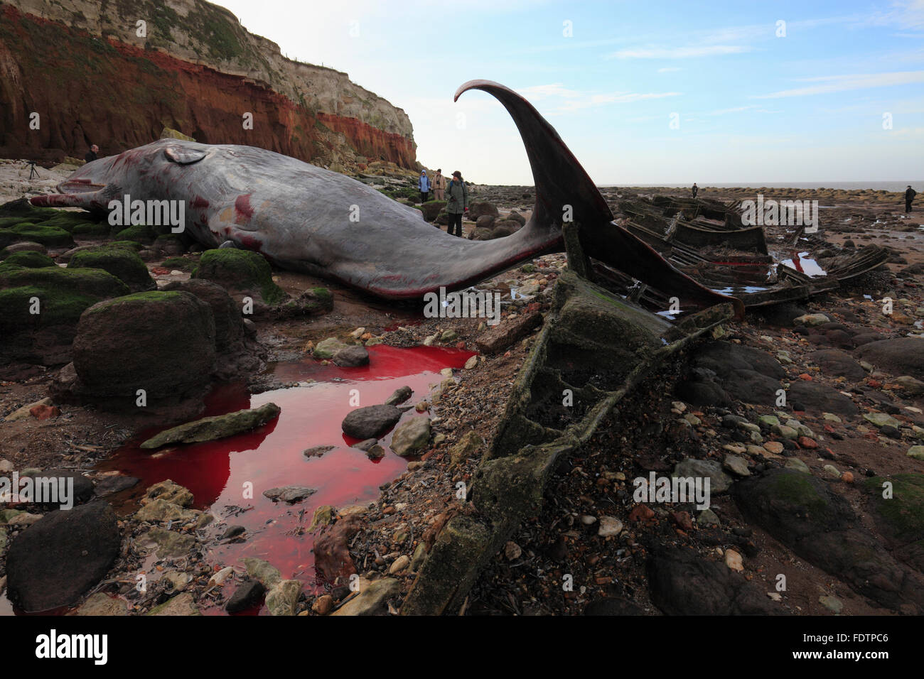 Old Hunstanton, Norfolk, Inghilterra, Regno Unito. 23 gennaio 2016. Un capodoglio spiaggiata dopo essere entrati in difficoltà la sera precedente. Foto Stock