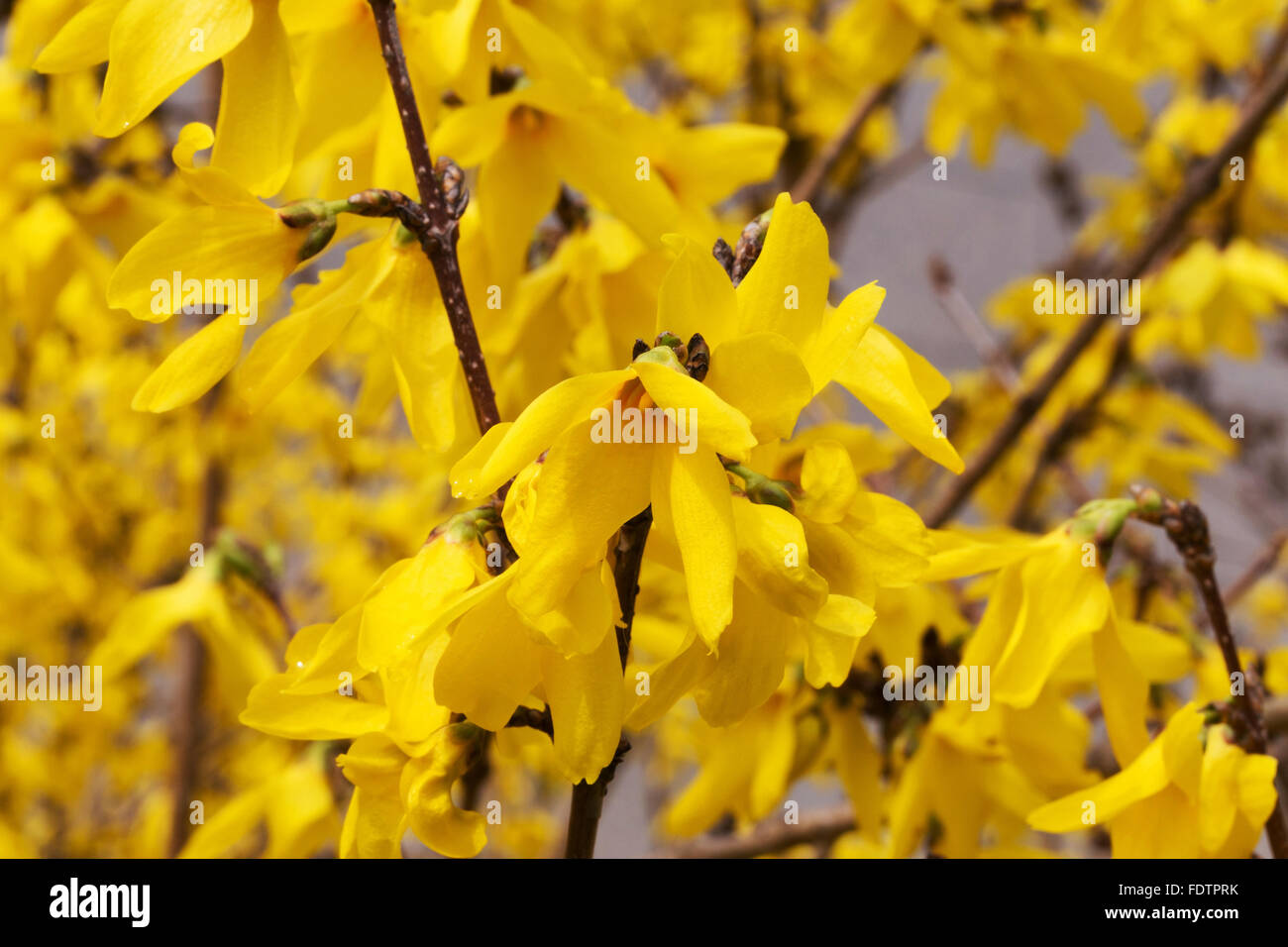 Splendido colore giallo brillante fiori. Morbida messa a fuoco selettiva. Primo piano immagine. Foto Stock