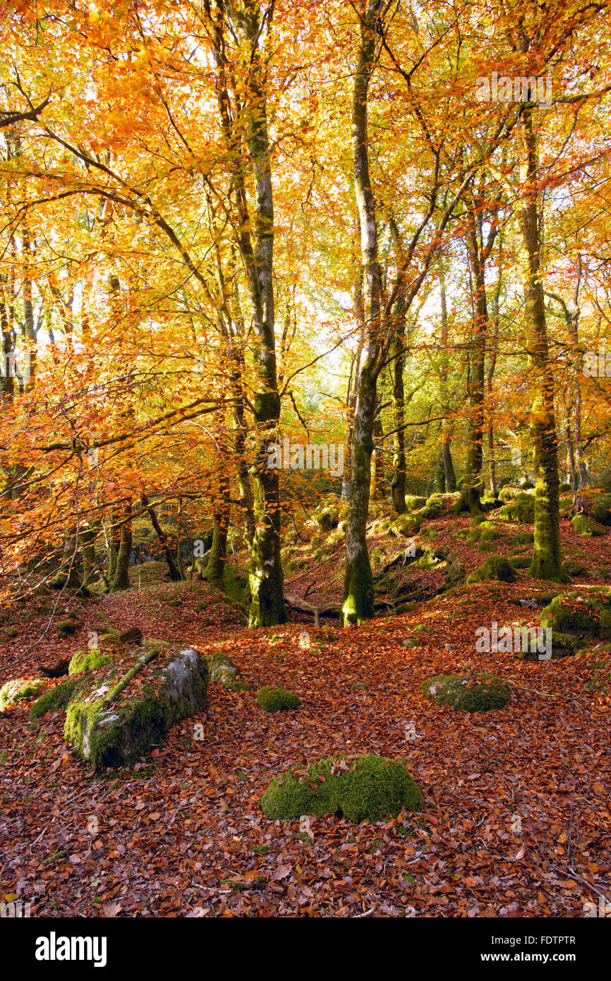 Un bosco di faggi in autunno a Dartmoor Devon Regno Unito Foto Stock