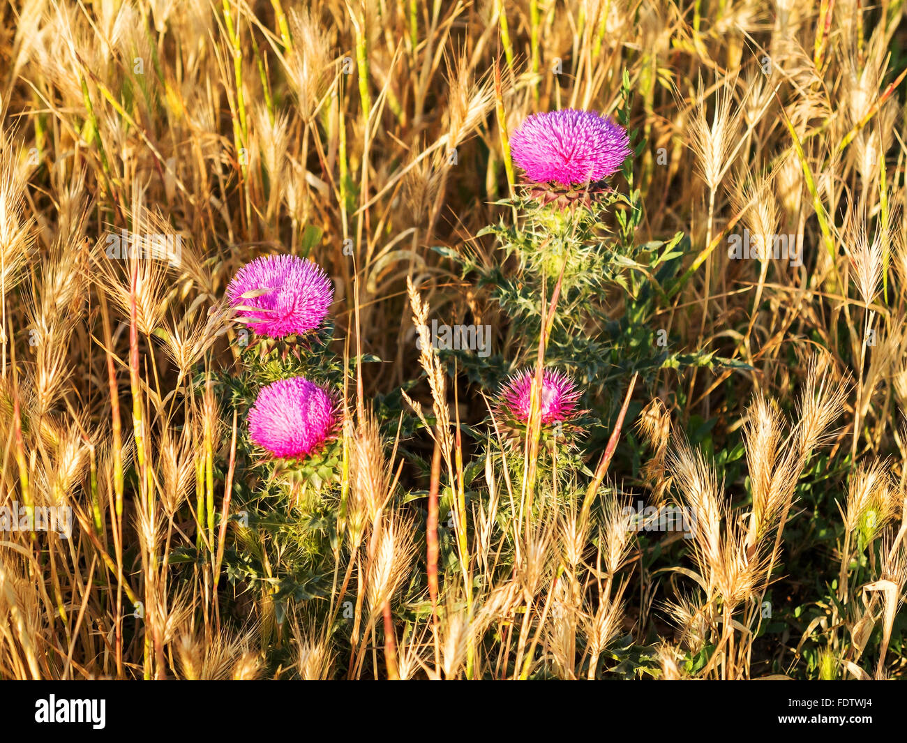 Bellissimo fiore luminoso thistle. Messa a fuoco selettiva, spazio nella zona sfocatura composizioni per la produzione di pubblicità. Foto Stock