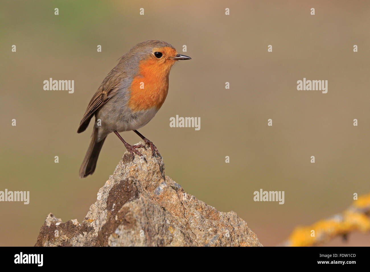 Unione Robin su lichen coperto rock in Spagna Foto Stock