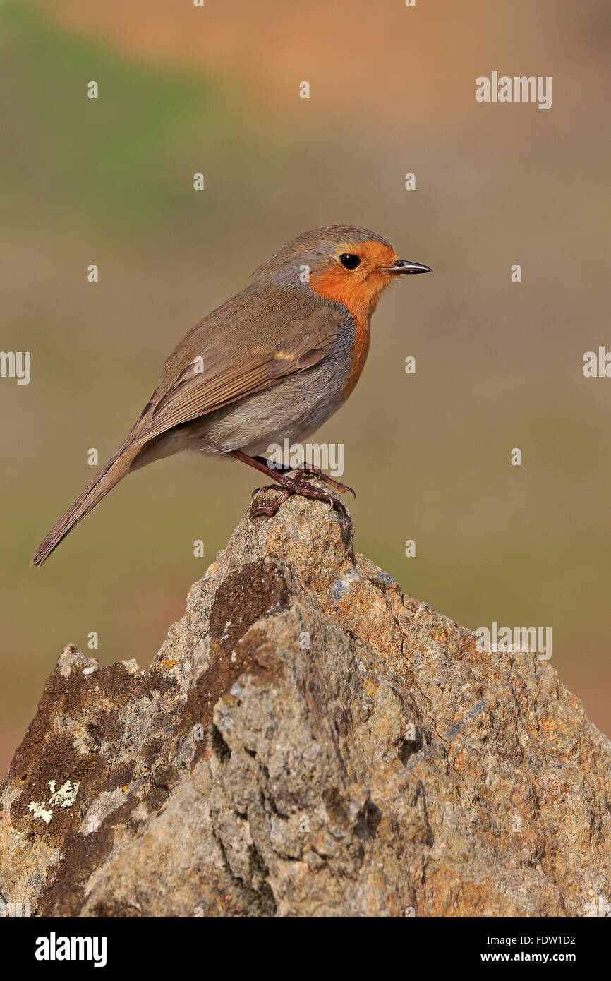Unione Robin su lichen coperto rock in Spagna Foto Stock