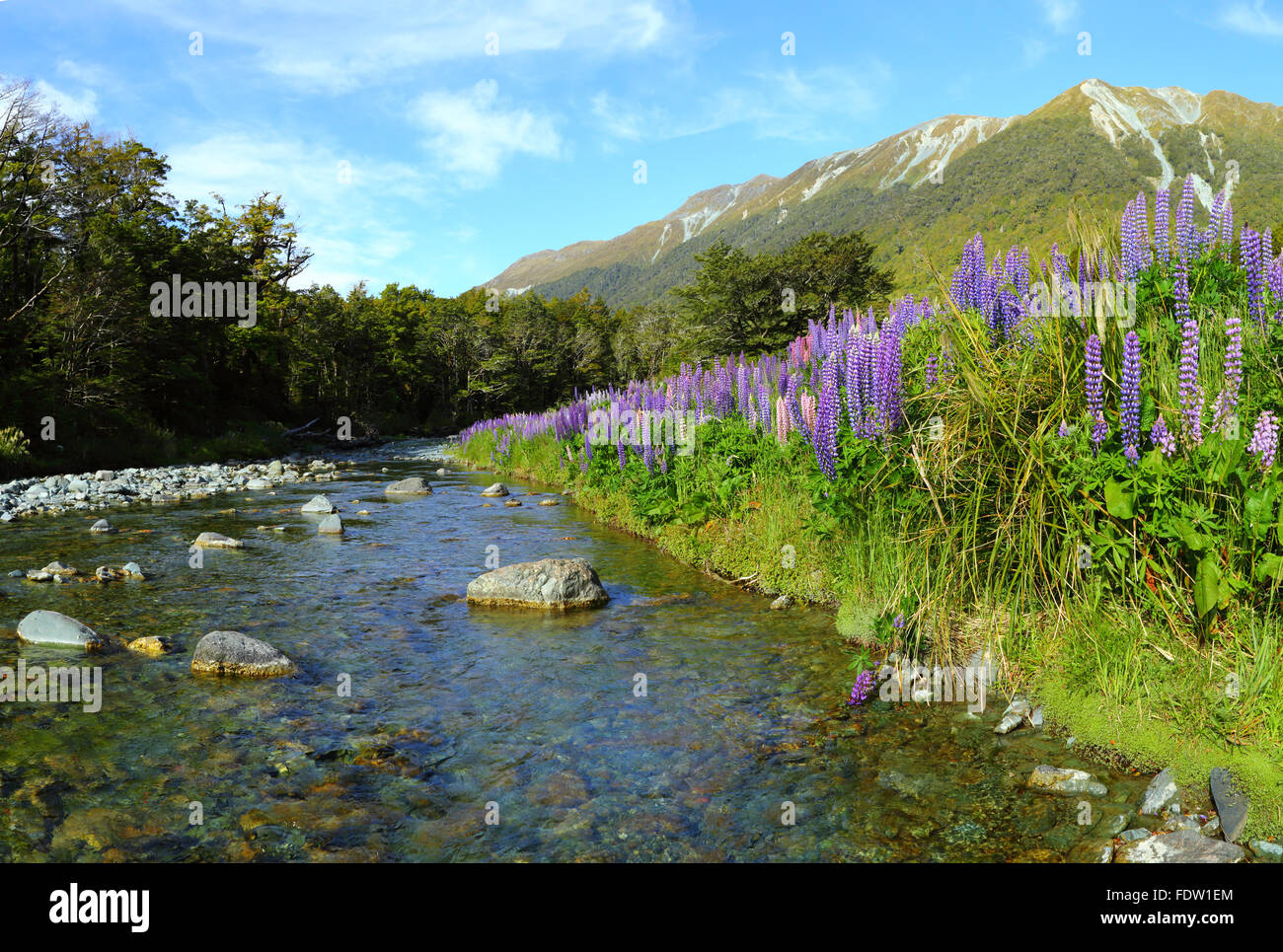 Un file di grandi dimensioni panorama di lupini o lupini blooming accanto a cascata Creek Nel Fiordland, Nuova Zelanda. Foto Stock