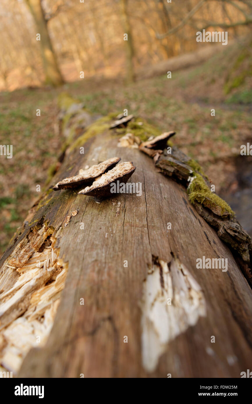 legno del fungo Foto Stock