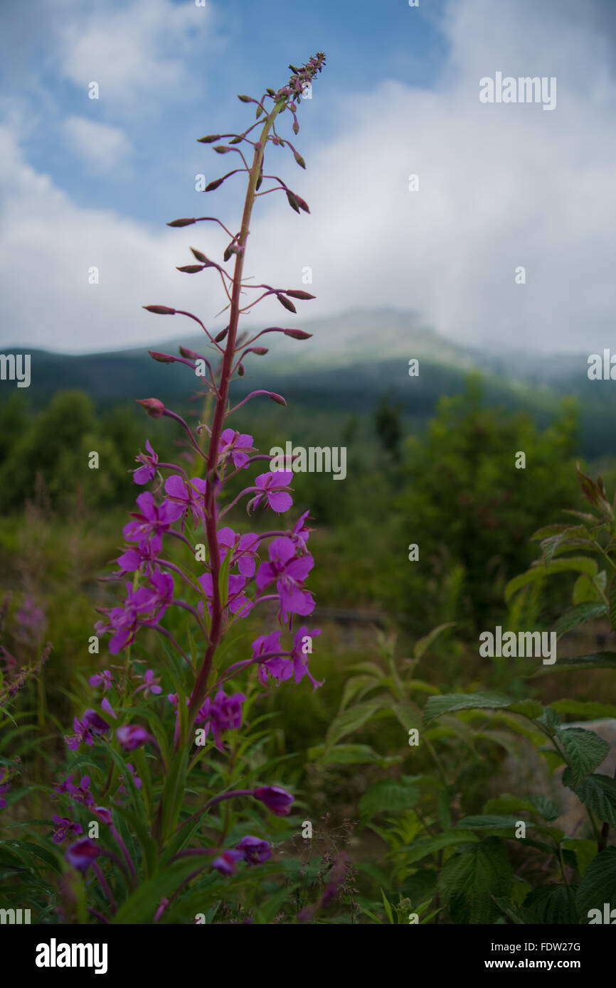 Fiore di montagna Foto Stock