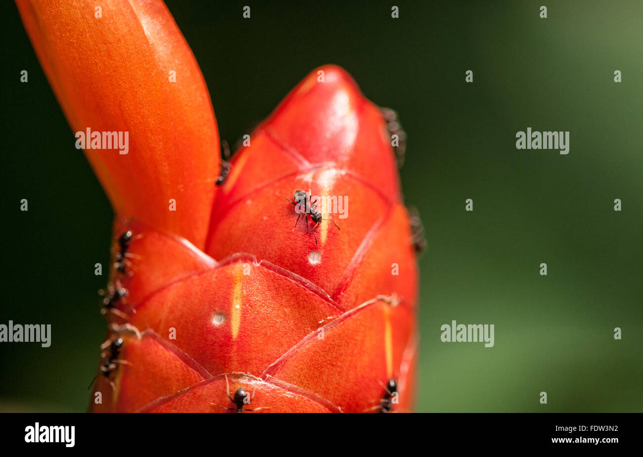 Formiche sul red ginger fiore a Kew Botanical Gardens a Londra, Inghilterra. Foto Stock