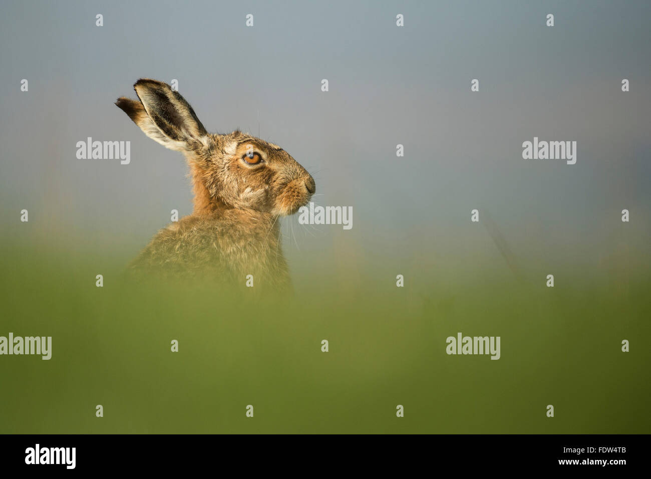 European Brown Hare sat in erba lunga nella luce calda del sole, North Yorkshire, Regno Unito Foto Stock