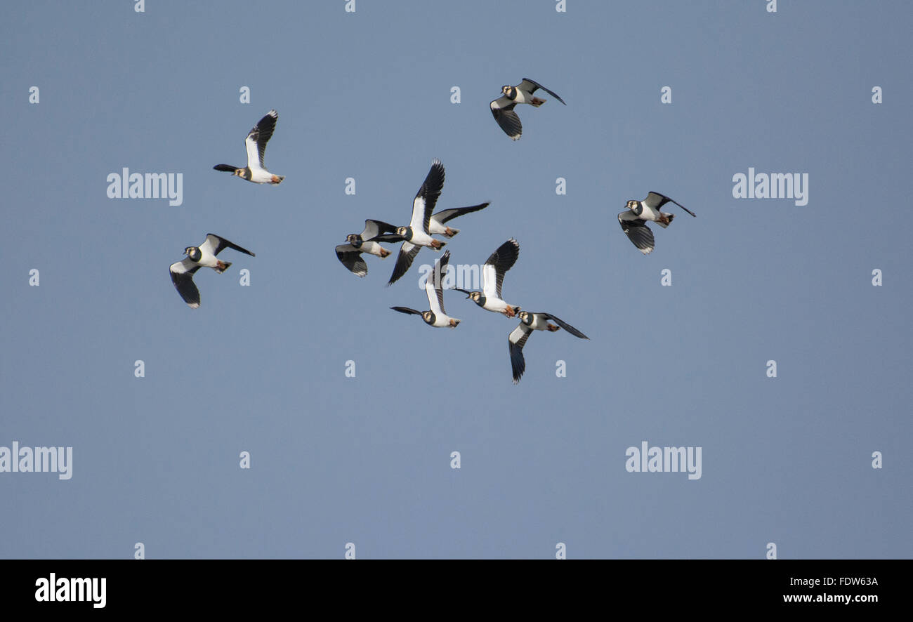 Lapwings in volo Foto Stock