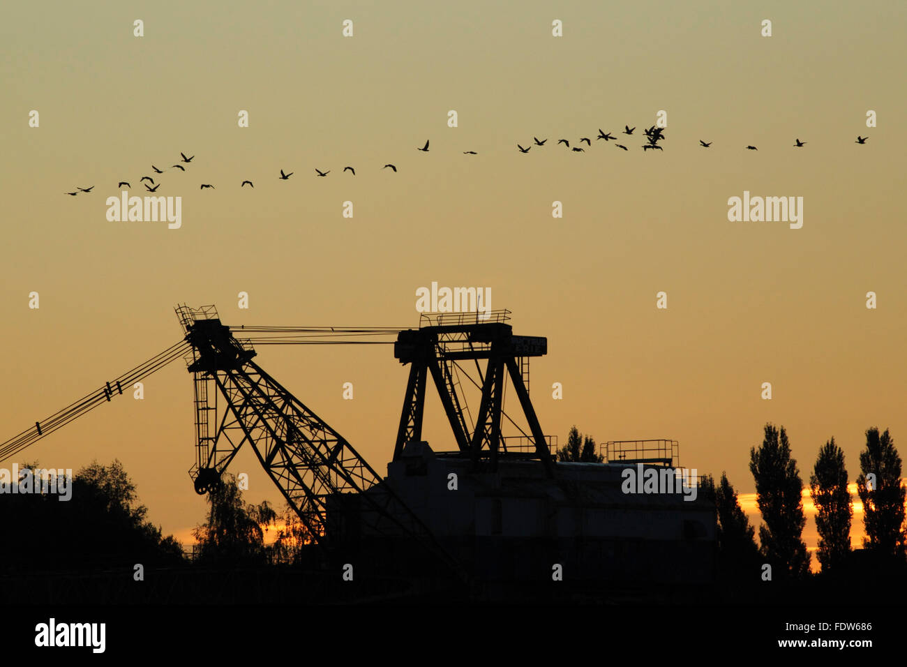 Graylag oche (Anser anser) gregge, sorvolano dragline, San Aidans Country Park, West Yorkshire, Inghilterra, Settembre Foto Stock