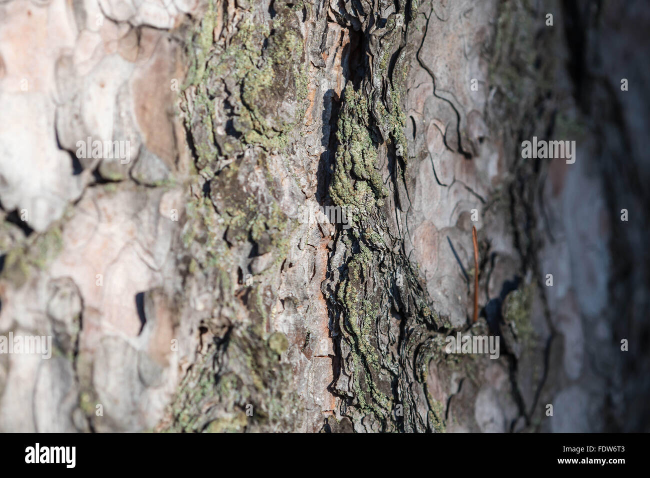 La corteccia di un albero di pino coperto con moss come sfondo Foto Stock