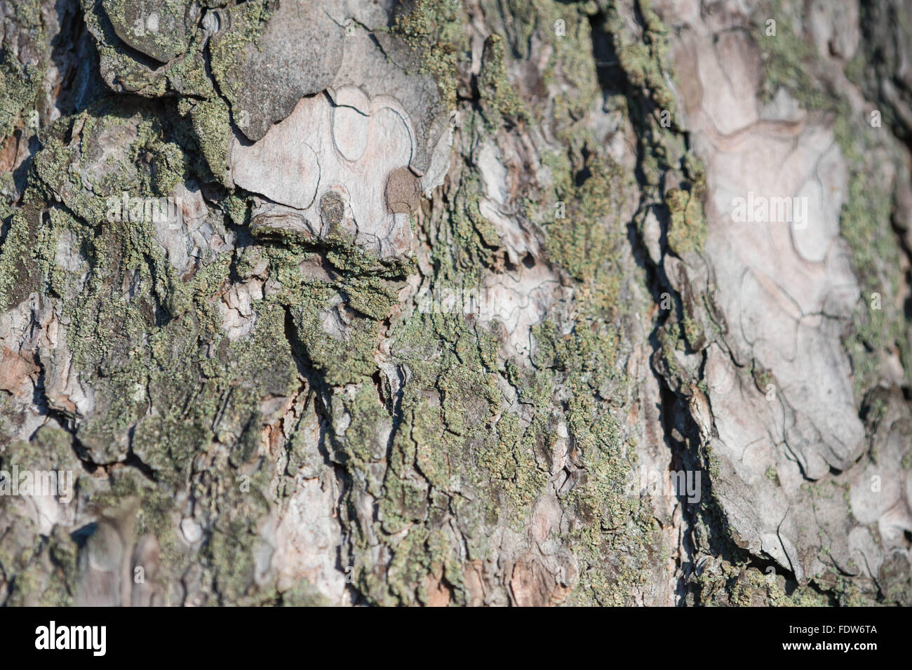 La corteccia di un albero di pino coperto con moss come sfondo Foto Stock