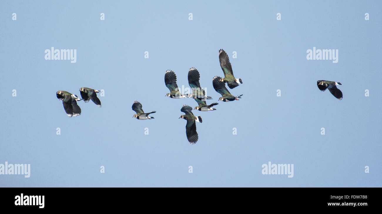 Lapwings in volo Foto Stock