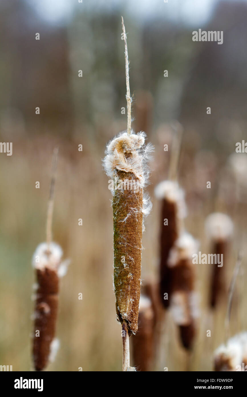 Picchi di latifoglie tifa o giunco (Typha latifolia) Foto Stock