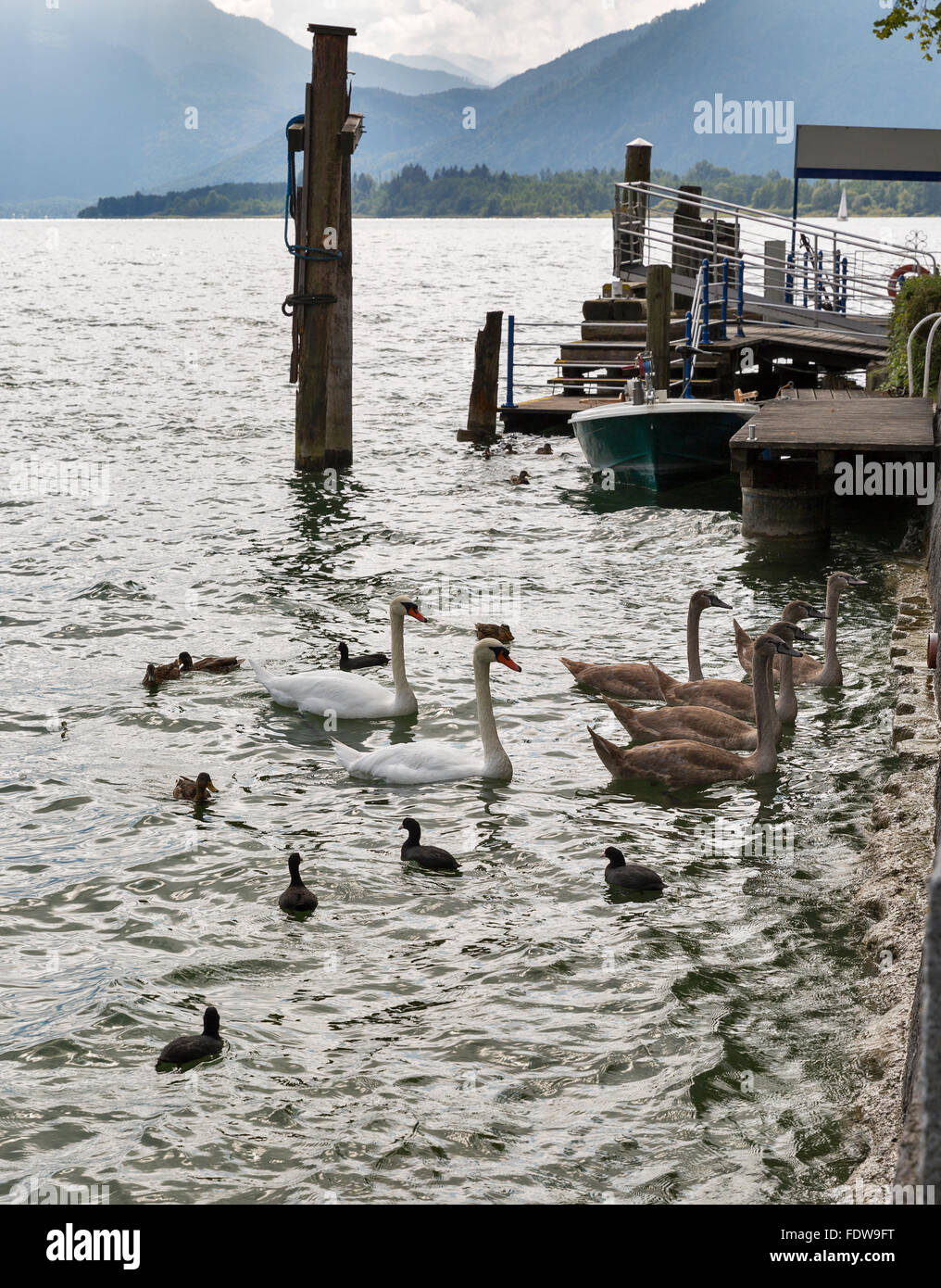 Cigni selvatici, gallinelle d'acqua e alimentazione di anatre vicino al molo sul lago alpino di Mondsee, Austria Foto Stock