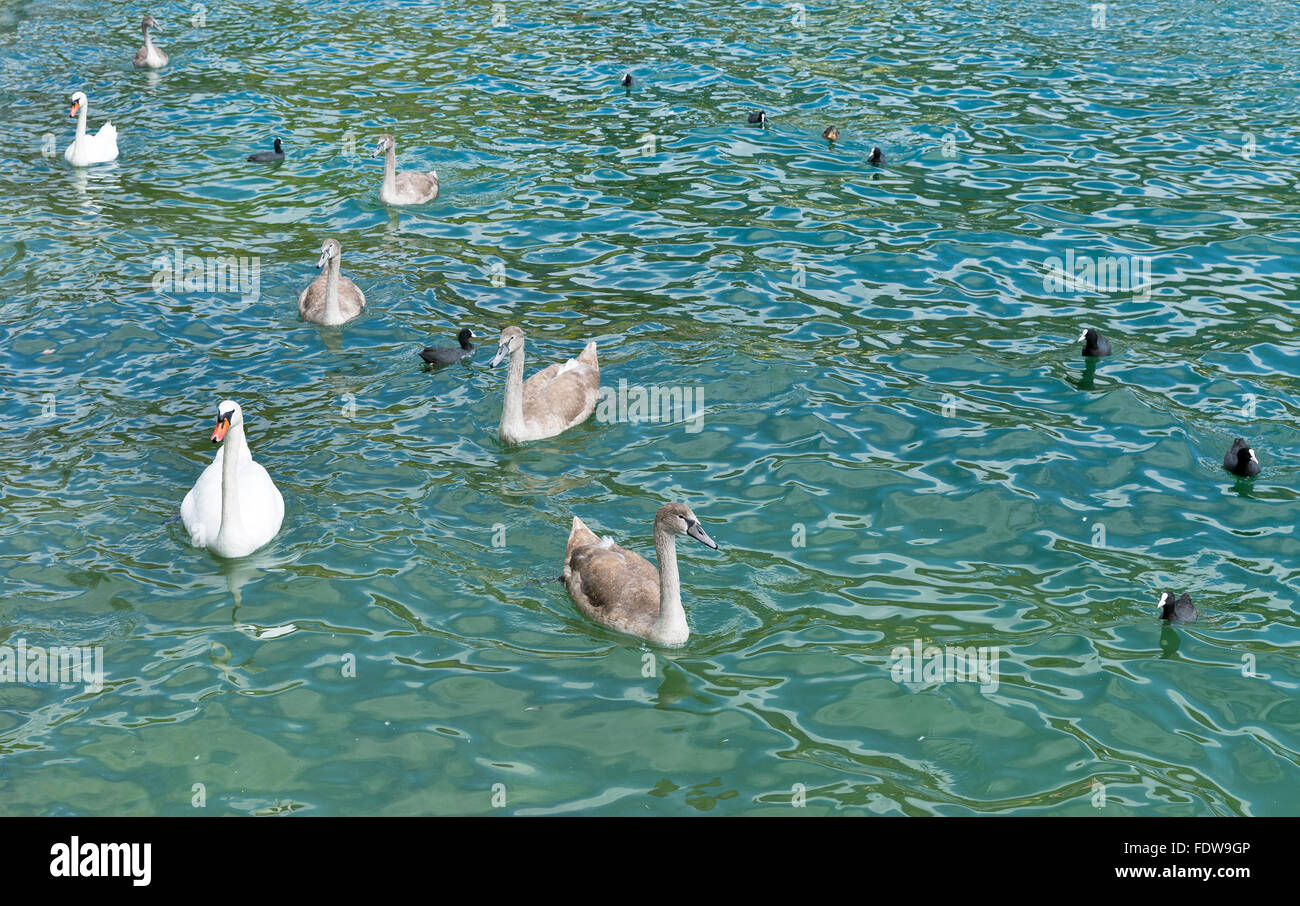 Cigni selvatici, gallinelle d'acqua e anatre alimentando il lago alpino di Mondsee, Austria Foto Stock