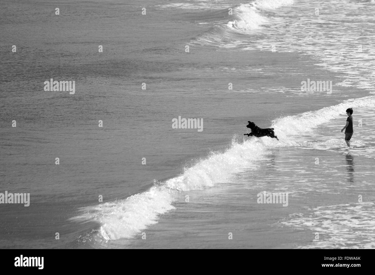 Cane saltando su wave a Whitley Bay Foto Stock