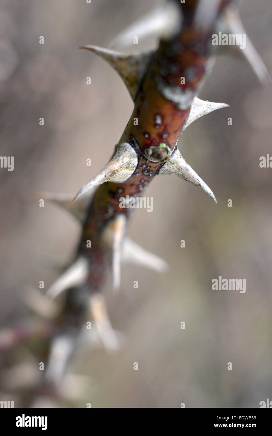 Close up di rose selvatiche spine. Foto Stock