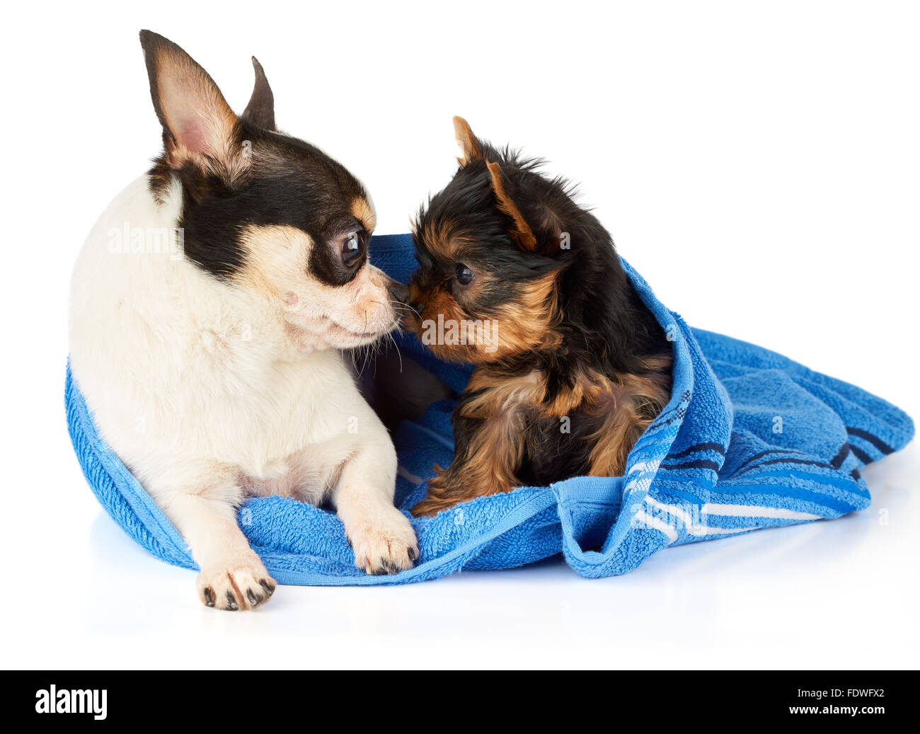 Chihuahua e Yorkshire terrier cucciolo in blu asciugamano sniff ogni altro Foto Stock
