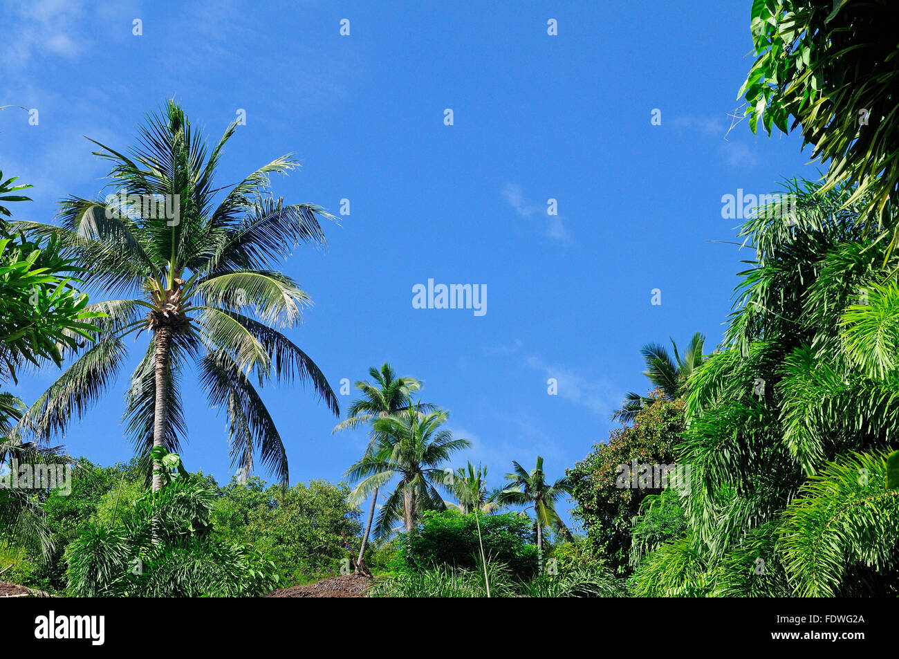 Foresta di palme di Koh Phangan, Thailandia Foto Stock