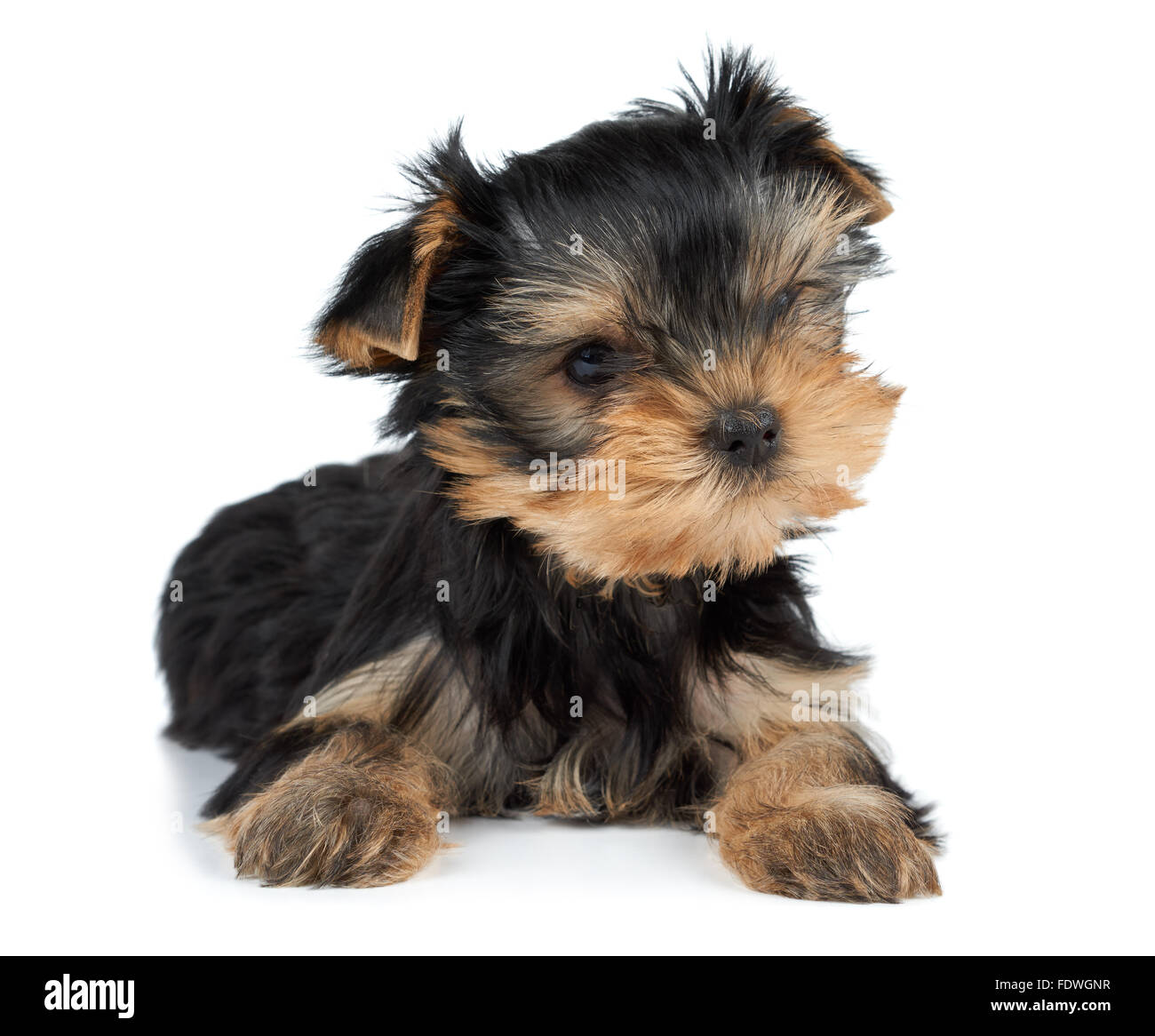 Un cucciolo di Yorkshire Terrier testa inclinata su bianco Foto Stock