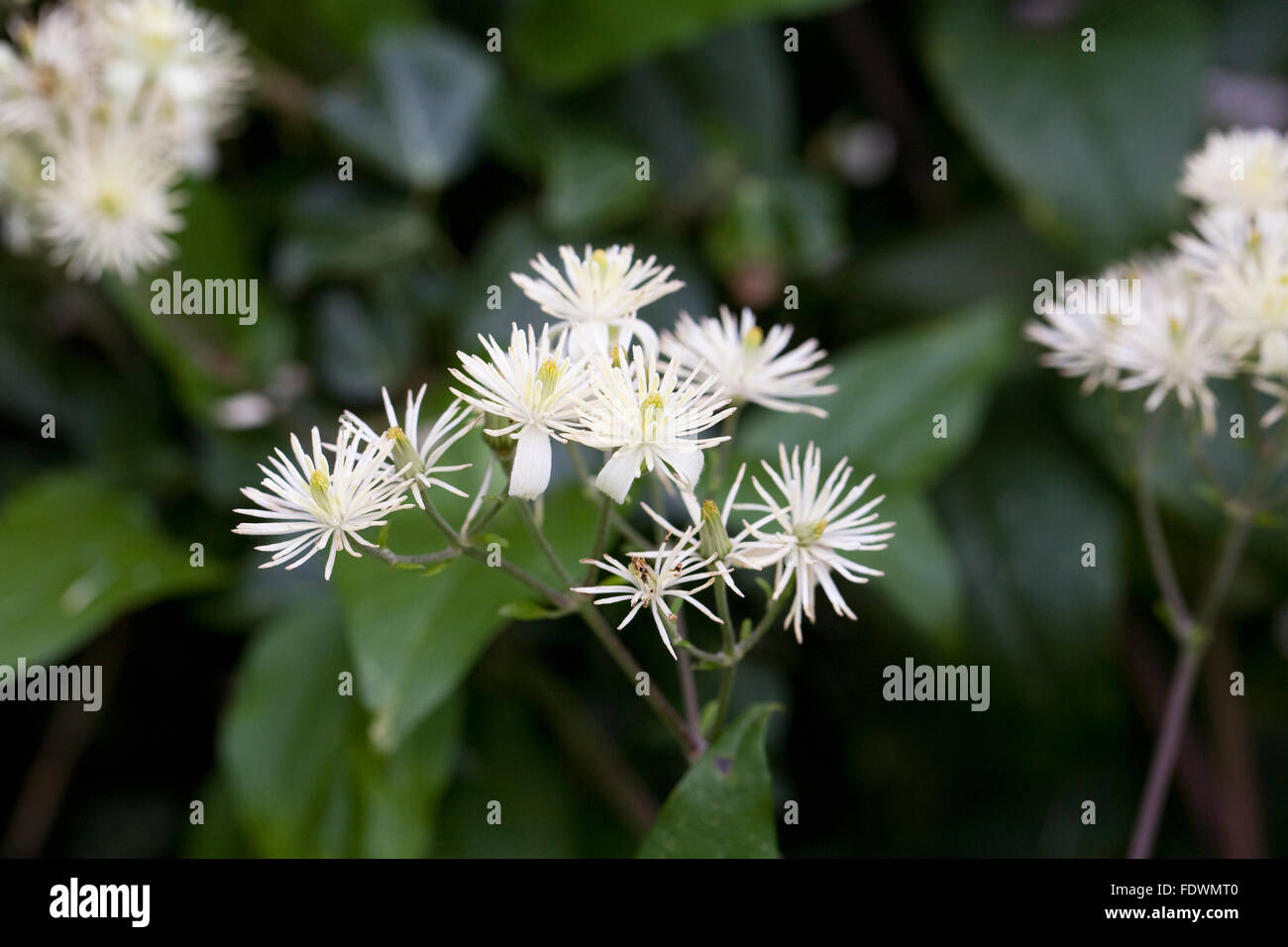 Clematis vitalba. Clematide selvatici che crescono in la siepe. Foto Stock