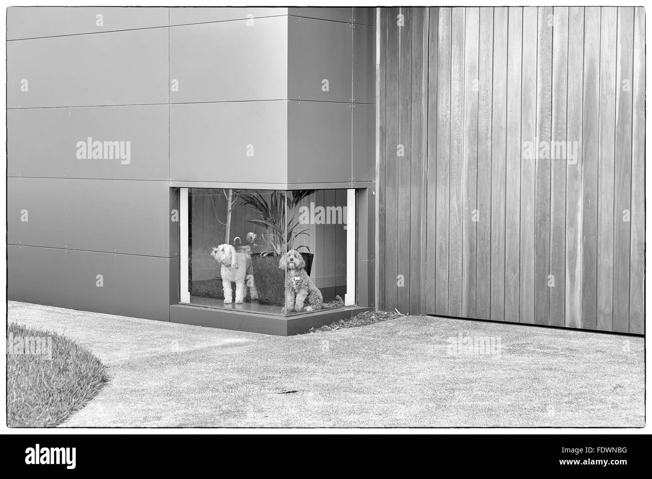 Una fotografia in bianco e nero di un cane bianco e un cane marrone in attesa davanti a una finestra bassa in una casa con legno e alluminio Foto Stock