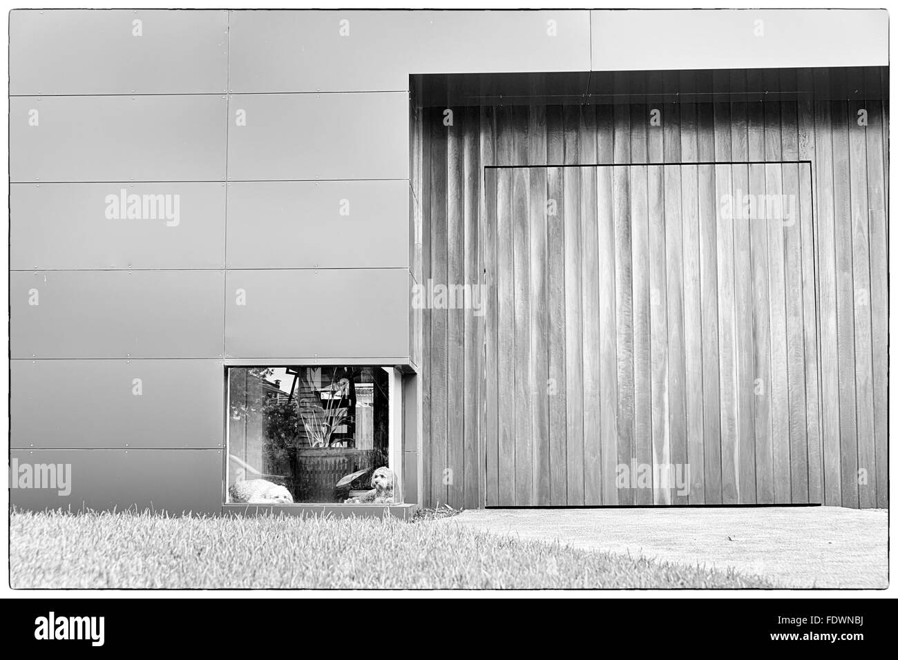 Una fotografia in bianco e nero di un cane bianco e un cane marrone in attesa davanti a una finestra bassa in una casa con legno e alluminio Foto Stock