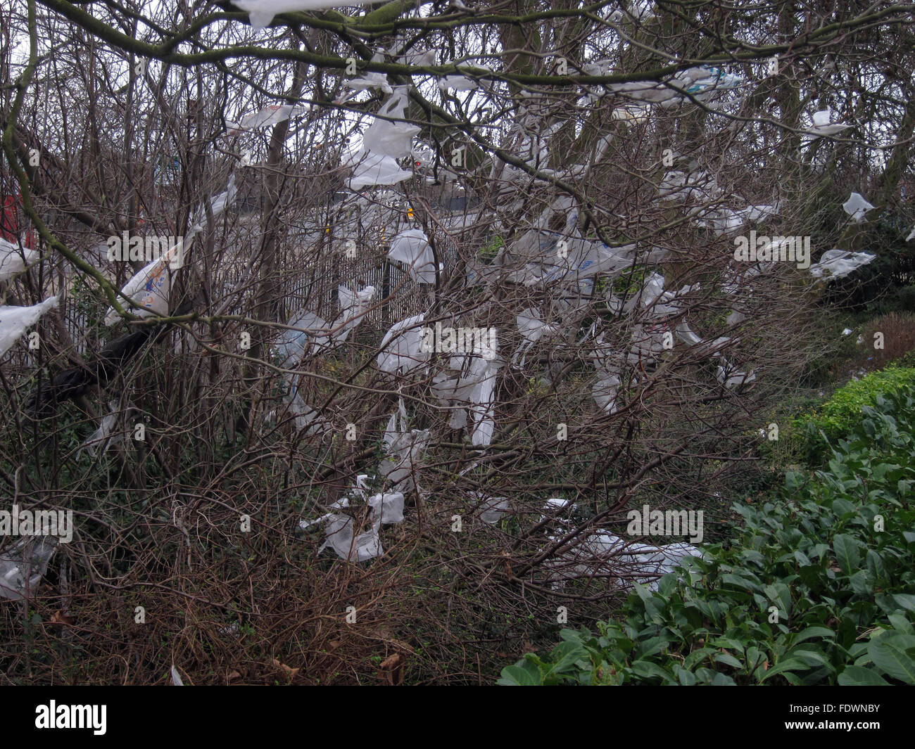 Tesco sacchetti di plastica bloccata in posizione nella struttura ad albero al di fuori di entrata a Tesco Foto Stock
