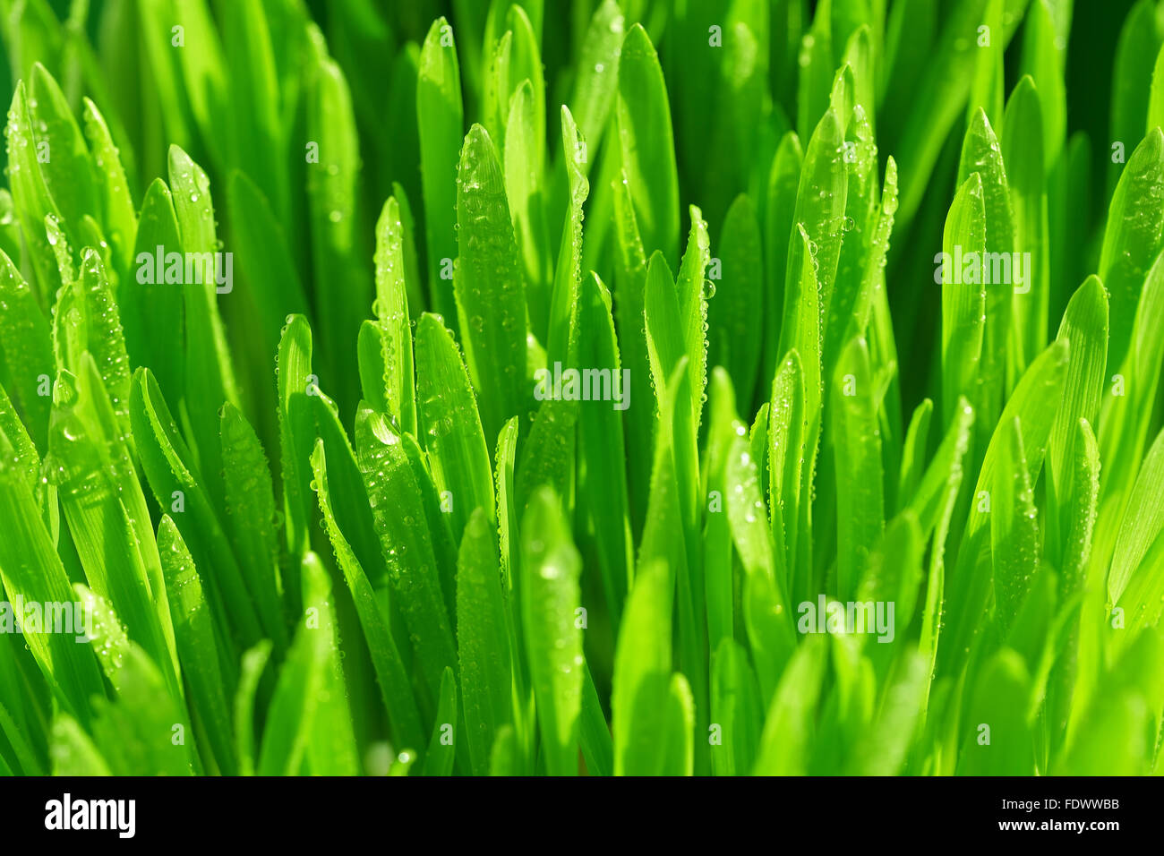 Close-up di erba verde con gocce di rugiada. Foto Stock