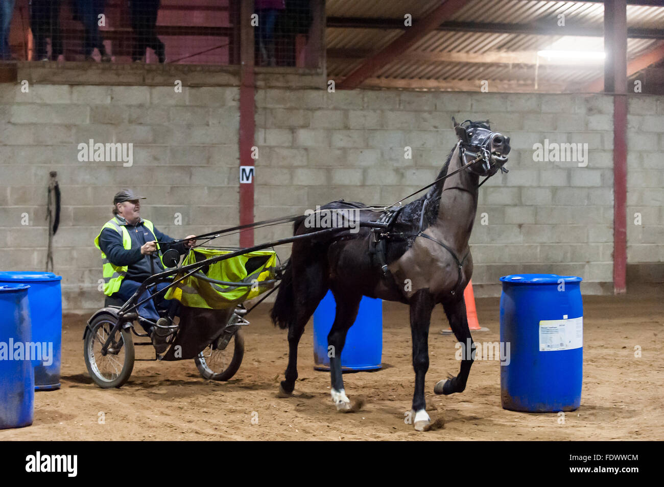 Un cavallo e trappola di negoziare un ostacolo ad una scurry evento guida in Tullineaskey, West Cork, Irlanda Foto Stock