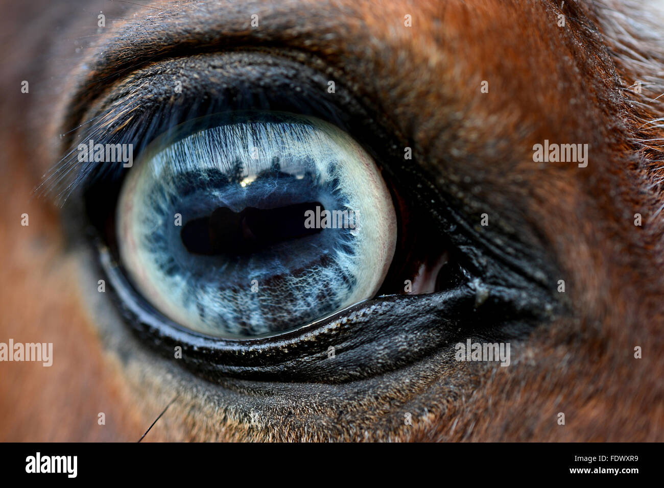 Arnum, Germania, occhio di un cavallo Foto Stock