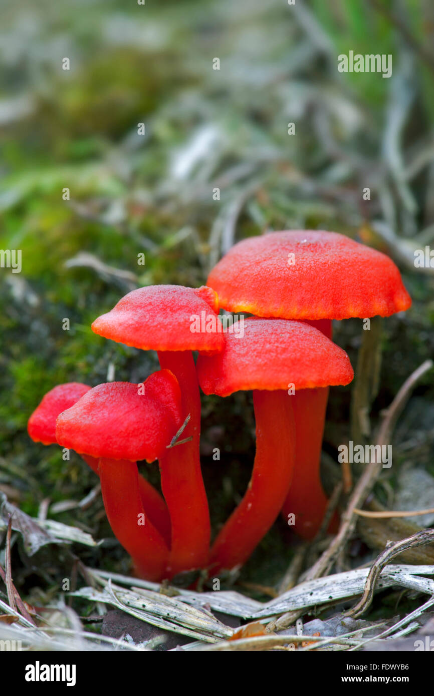 Vermiglio waxcap (Hydrocybe miniata) Foto Stock