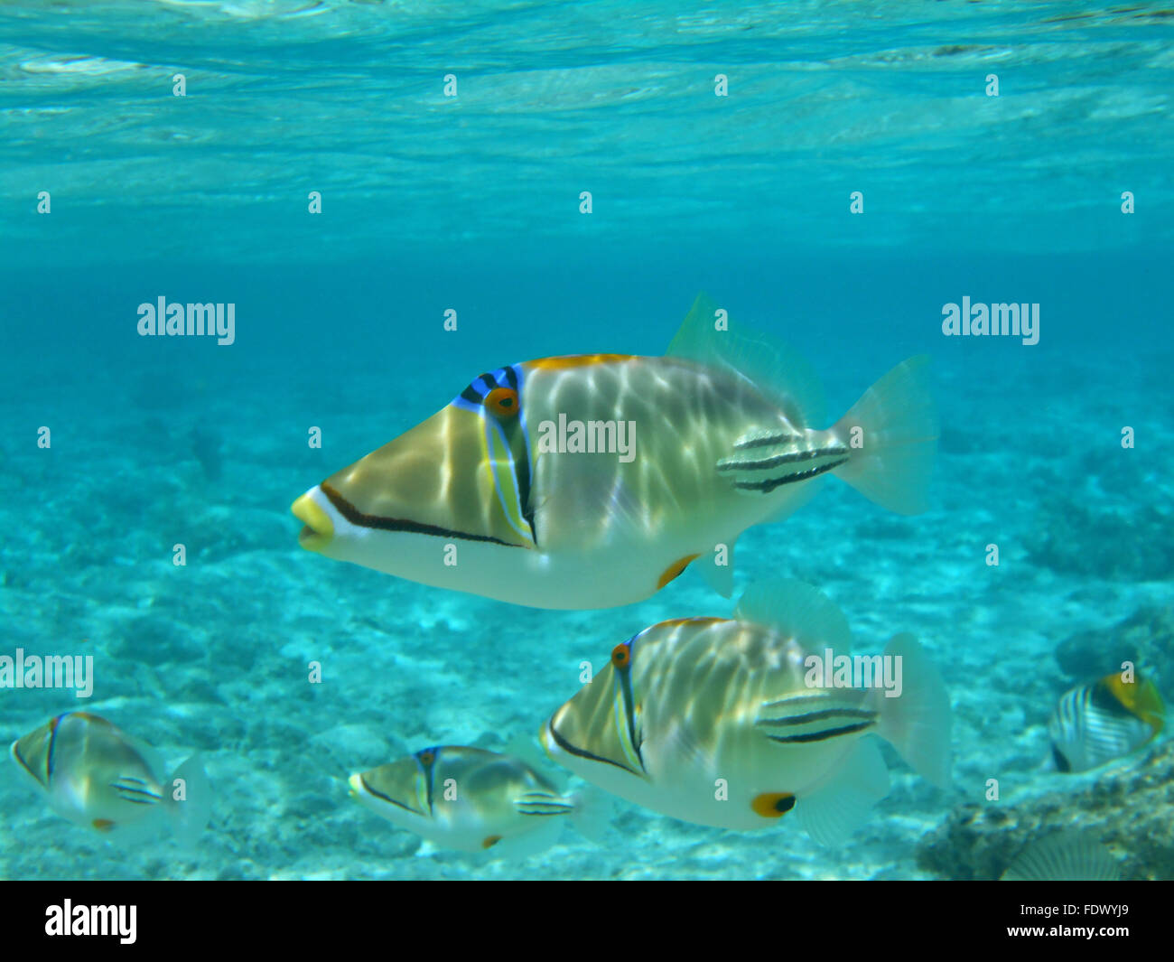 Picasso triggerfish nuotare nel mare rosso Foto Stock