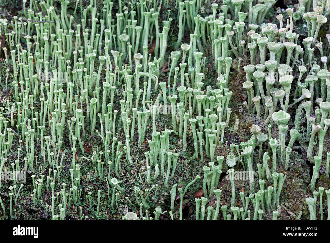 Cladonia fimbriata lichen Foto Stock