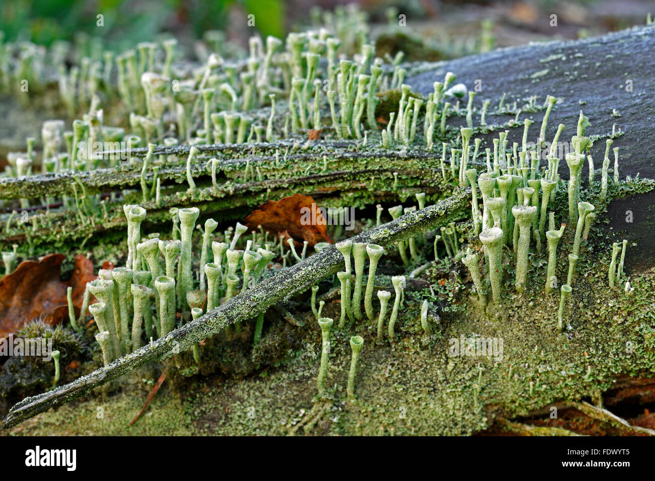 Cladonia fimbriata lichen Foto Stock