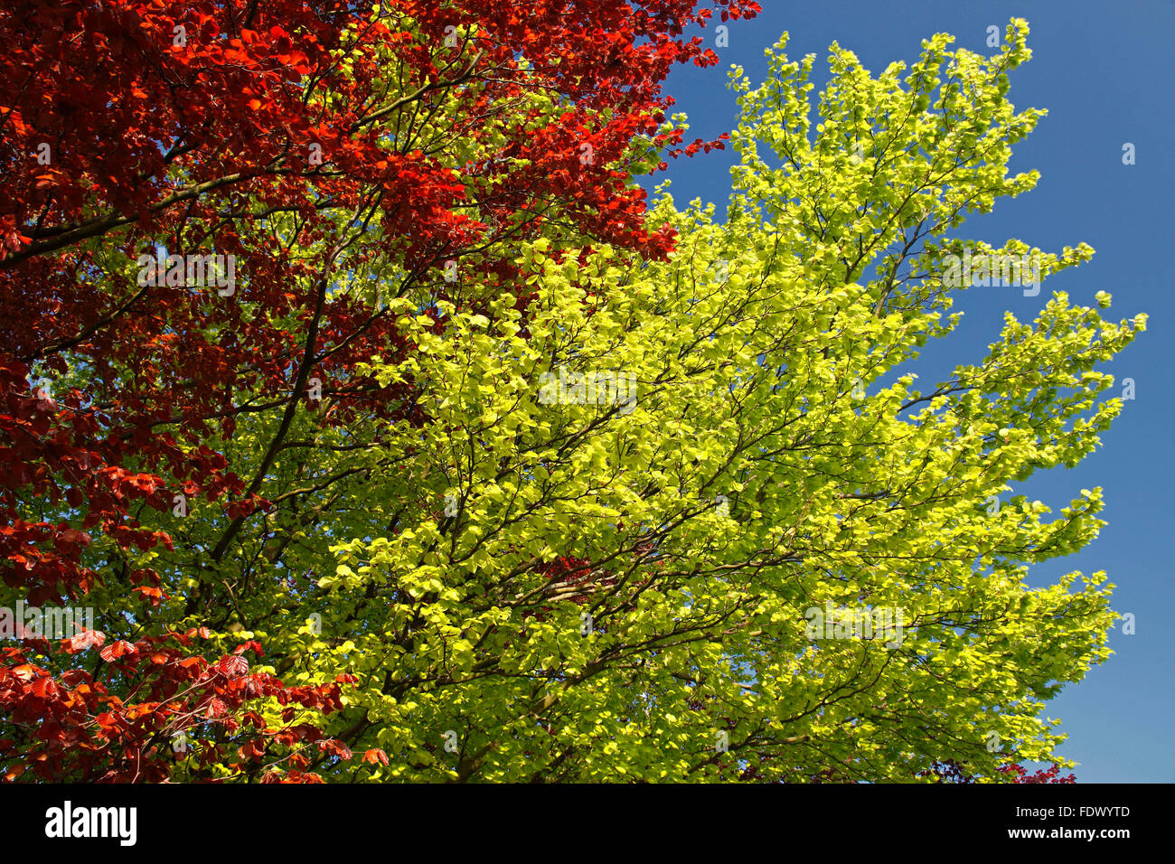 Faggio europeo / comune faggio (Fagus sylvatica) alberi che mostra il rosso e il giallo fogliame in autunno Foto Stock