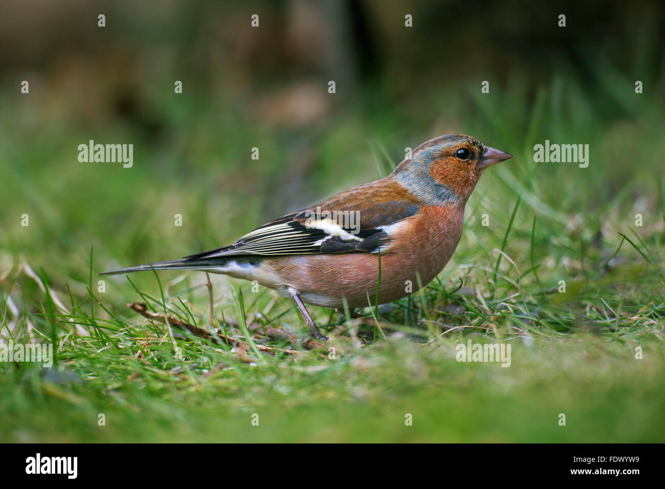 Comune (fringuello Fringilla coelebs) maschio rovistando sul terreno Foto Stock